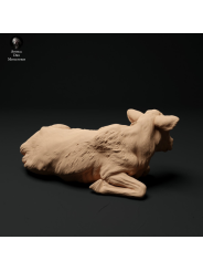 Red Devon calf lying