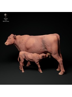 Red Devon cow feeding a calf