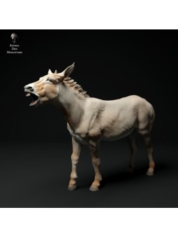 Burro común rebuznando