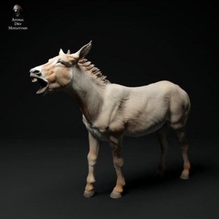 Burro común rebuznando