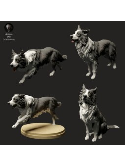 Border Collie stand