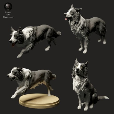Border Collie stand