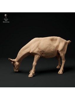 Cabra alpina pastando