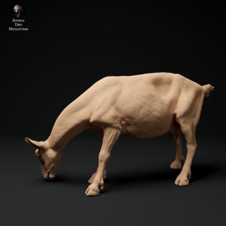 Cabra alpina pastando