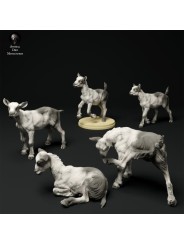 Cabritos Cabra alpina