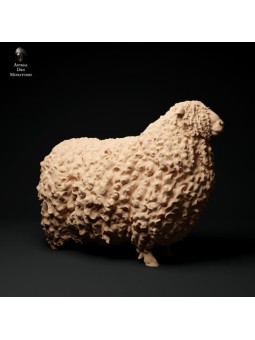 Devon and Cornish Longwool Ram (1)