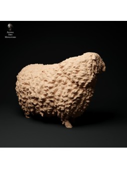 Carnero de lana larga de Devon y Cornualles (2)