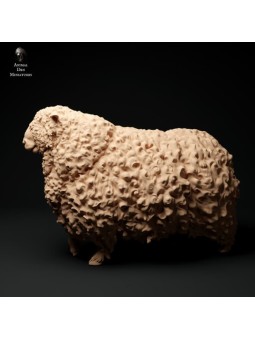 Carnero de lana larga de Devon y Cornualles andando