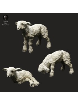 Corderos de lana larga de Devon y Cornualles