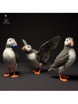 Atlantic Puffins