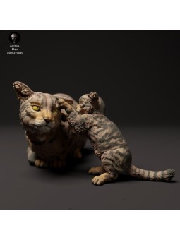 Gato salvaje escoces jugando con gatito