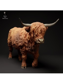 Vaca de las tierras altas caminando