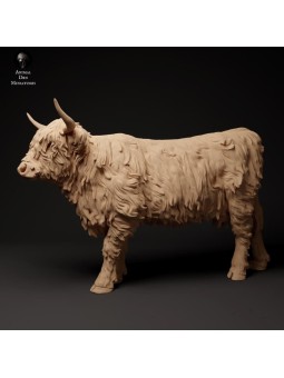 Vaca de las tierras altas mirando