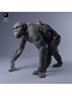 Female chimpanzee with baby