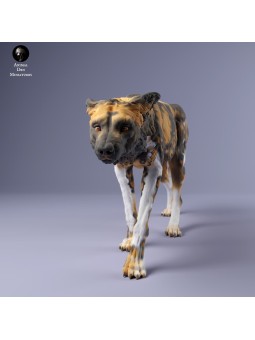 African wild dog stalking