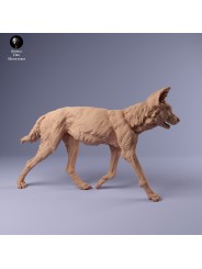 African wild dog walking