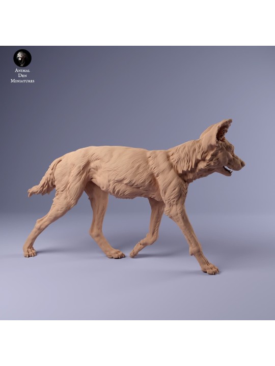 African wild dog walking