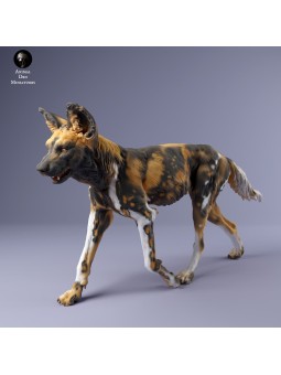 African wild dog walking