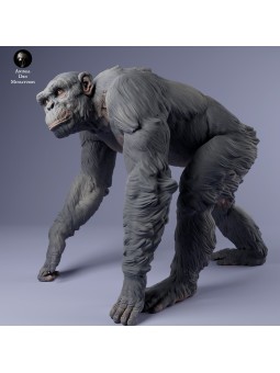 Chimpancé macho andando