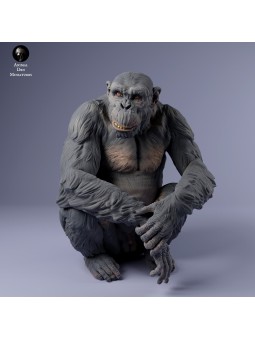 Chimpancé macho sentado