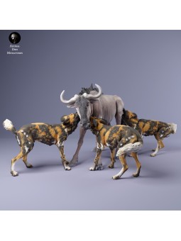 Perros salvajes africanos cazando