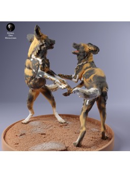 African wild dogs playing