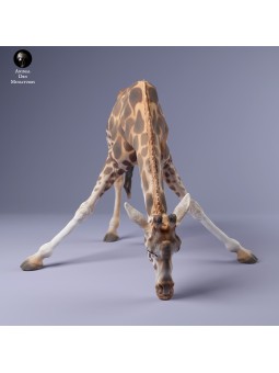 Jirafa hembra bebiendo