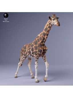 Male giraffe walking