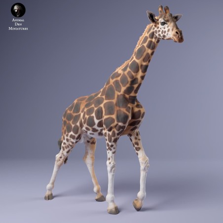 Male giraffe walking