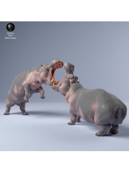 Hipopotamos luchando