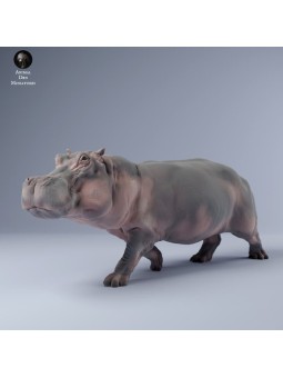 Hippopotamus walking