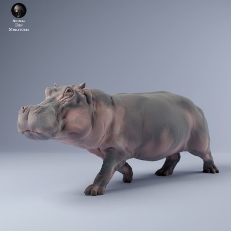 Hippopotamus walking