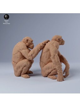 Chimpanzees grooming themselves