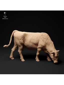 Red Devon cow grazing