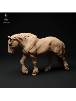 Suffolk Punch mare walking