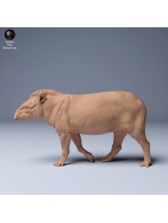 Tapir caminando