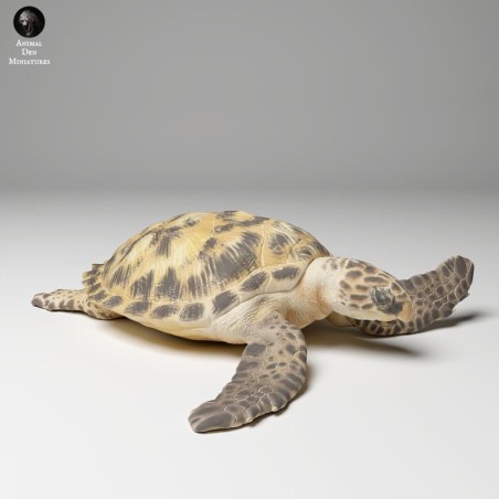 Hawksbill turtle