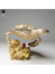 Hawksbill turtle swimming