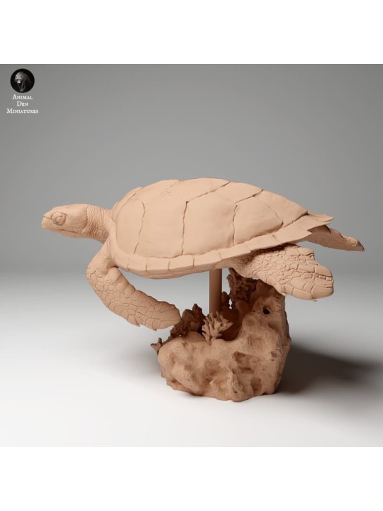 Tortuga Carey nadando