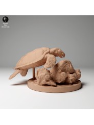 Tortuga Carey en roca