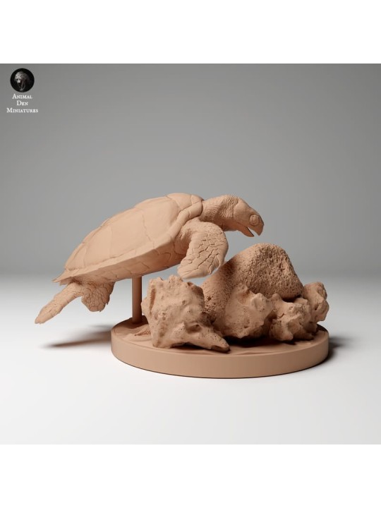 Tortuga Carey en roca