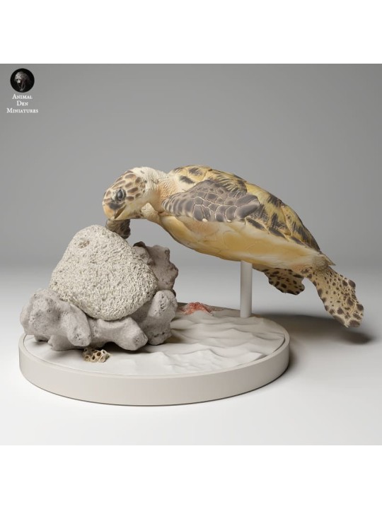 Hawksbill turtle on rock