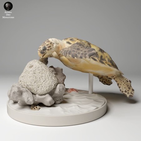 Hawksbill turtle on rock