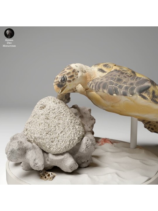 Hawksbill turtle on rock