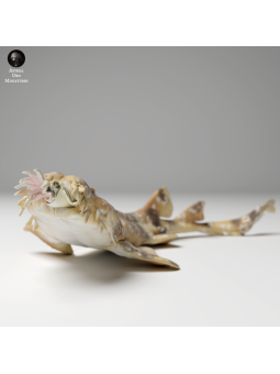 Tiburón Alfombra manchado nadando