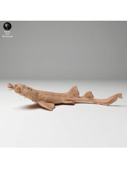 5Spotted Carpet Shark Swimming