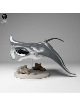 Manta Raya de arrecife nadando