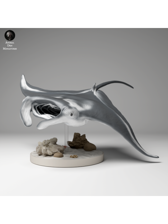 Reef Manta Ray swimming