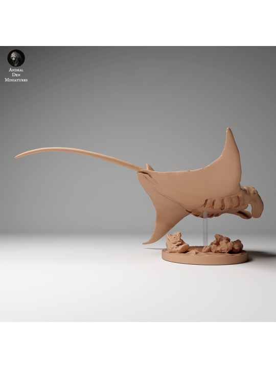 Manta Raya de arrecife nadando