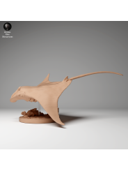 Manta Raya de arrecife nadando